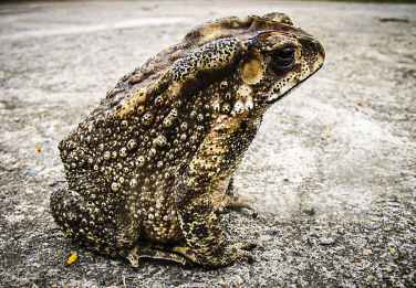 toad-frog-urmonster-65945.jpeg